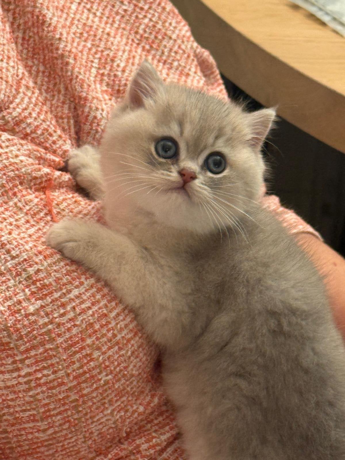 Britse korthaar kitten ,met stamboom, Dieren en Toebehoren