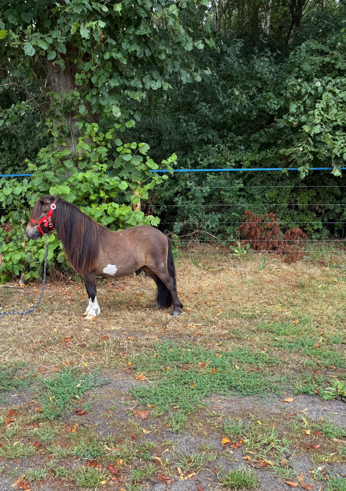 Schitterende super lieve bruinbonte kinderpony Shetlander., Ruin, A pony (tot 1.17m), Ontwormd, 0 tot 2 jaar