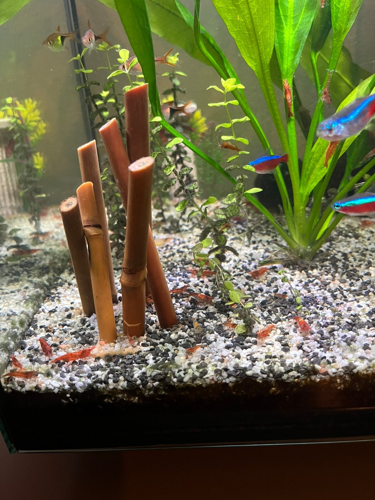 Rode garnalen (bloody mary) 1 EURO, Dieren en Toebehoren, Vissen | Aquaria en Toebehoren, Ophalen, Zo goed als nieuw, Overige typen