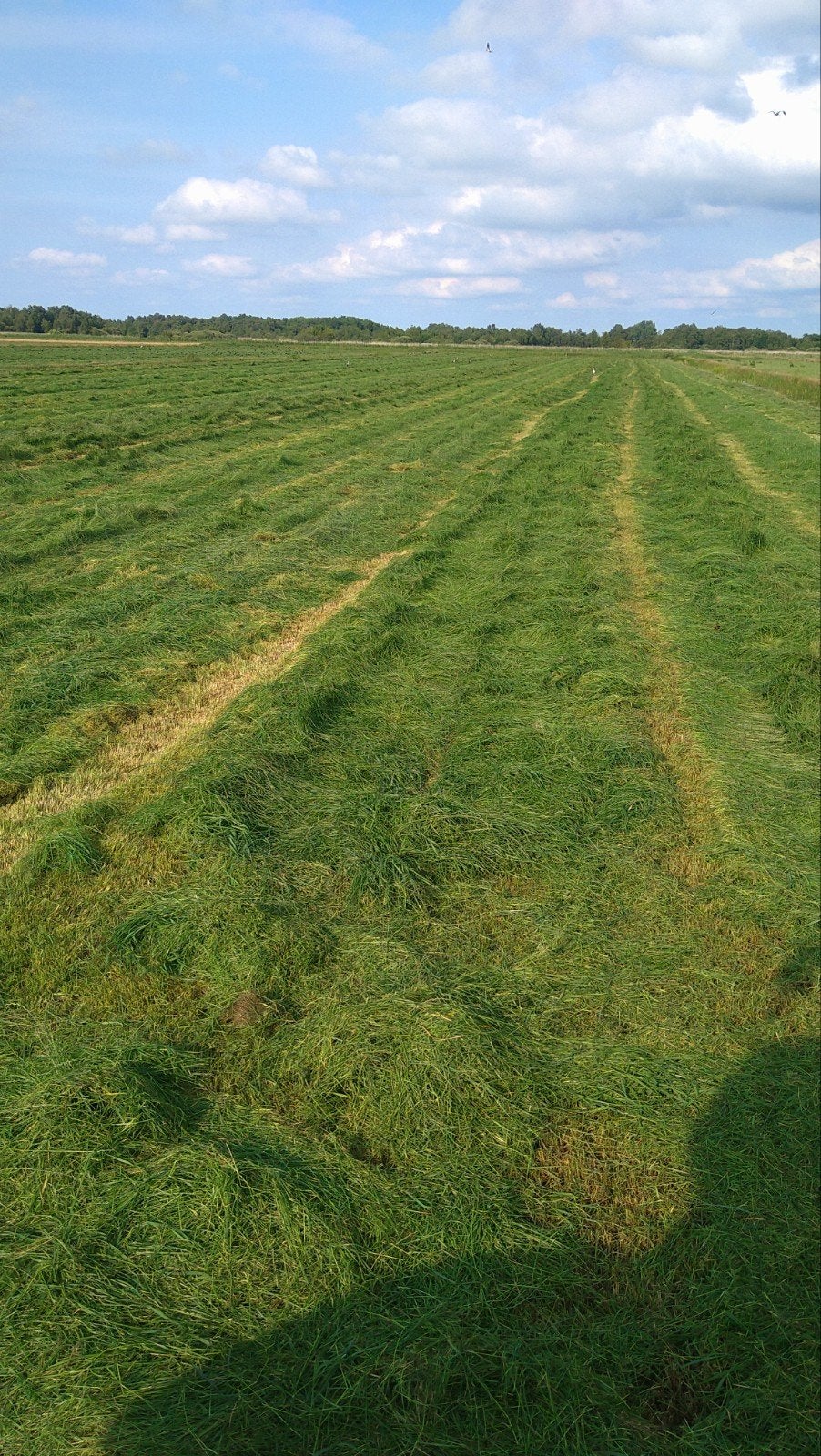 Ronde balen, kuilpakken, kuilgras, Dieren en Toebehoren, Dierenvoeding, Ophalen, Vee