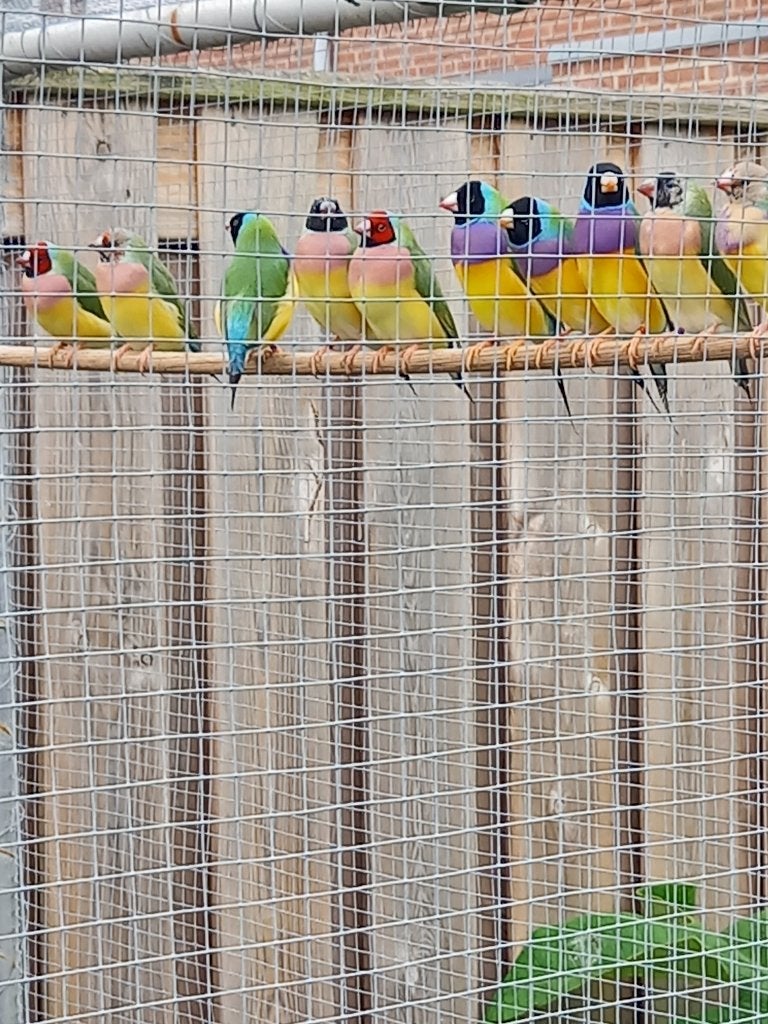 Vogels, Dieren en Toebehoren, Meerdere dieren, Tropenvogel