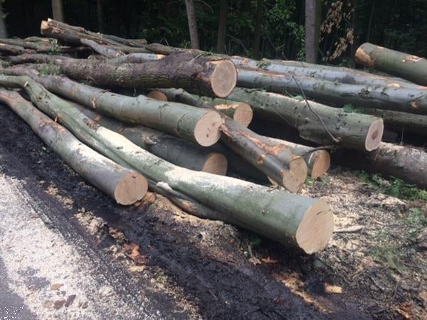 Gezocht stammen haardhout, Tuin en Terras, Haardhout, Stammen, Overige houtsoorten, Minder dan 3 m³, Ophalen
