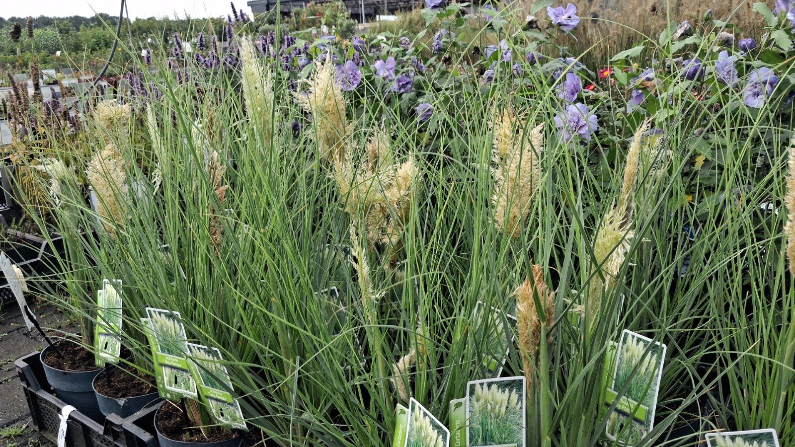 Cortaderia selloana 'Tiny Pampa' - Pampasgras, Volle zon, Vaste plant, Siergrassen, Ophalen of Verzenden