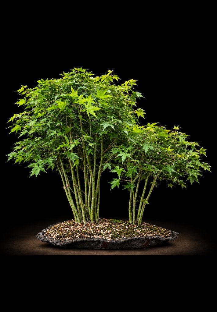 Bonsai bos van groene acers, Tuin en Terras, Halfschaduw, Overige soorten, Lente, Minder dan 100 cm