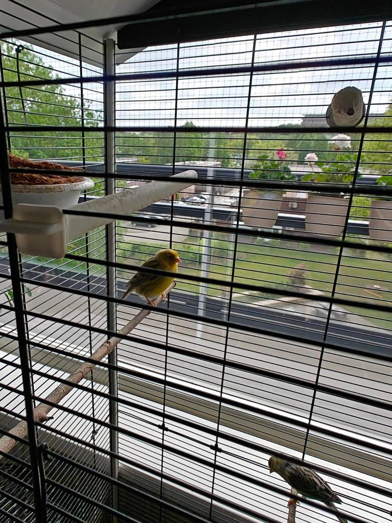 tekoop agaat kanarie 2 mantje en poop heel veel zingen €100, Dieren en Toebehoren, Vogels | Kanaries