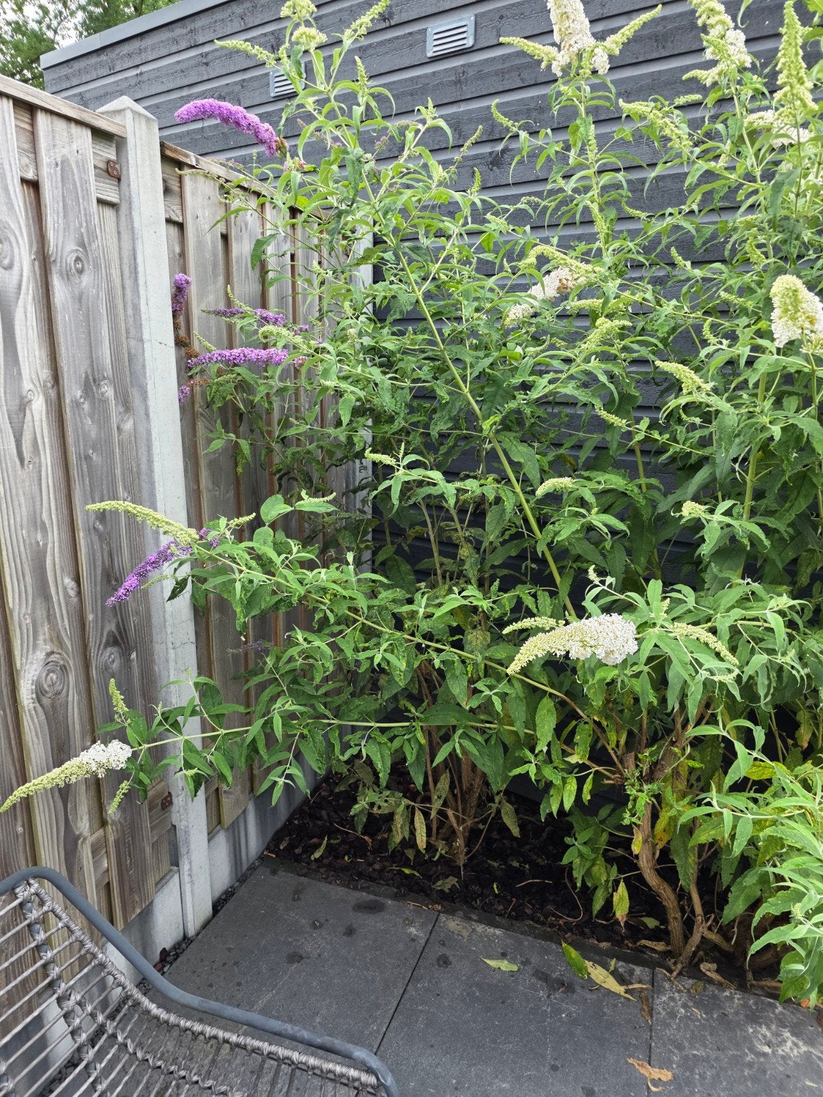 2 vlinderstuiken, Tuin en Terras, Planten | Bomen, Ophalen, Zomer, Volle zon, Overige soorten