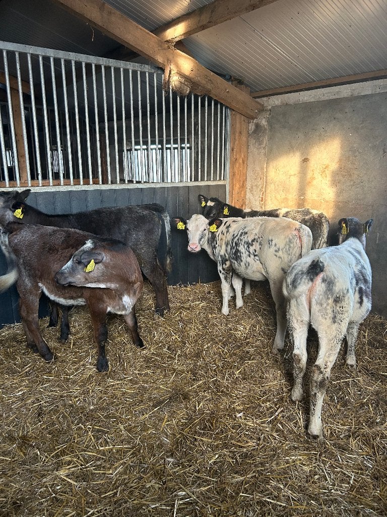 Belgisch blauw kruisling kalveren, Dieren en Toebehoren, Vrouwelijk, 0 tot 2 jaar