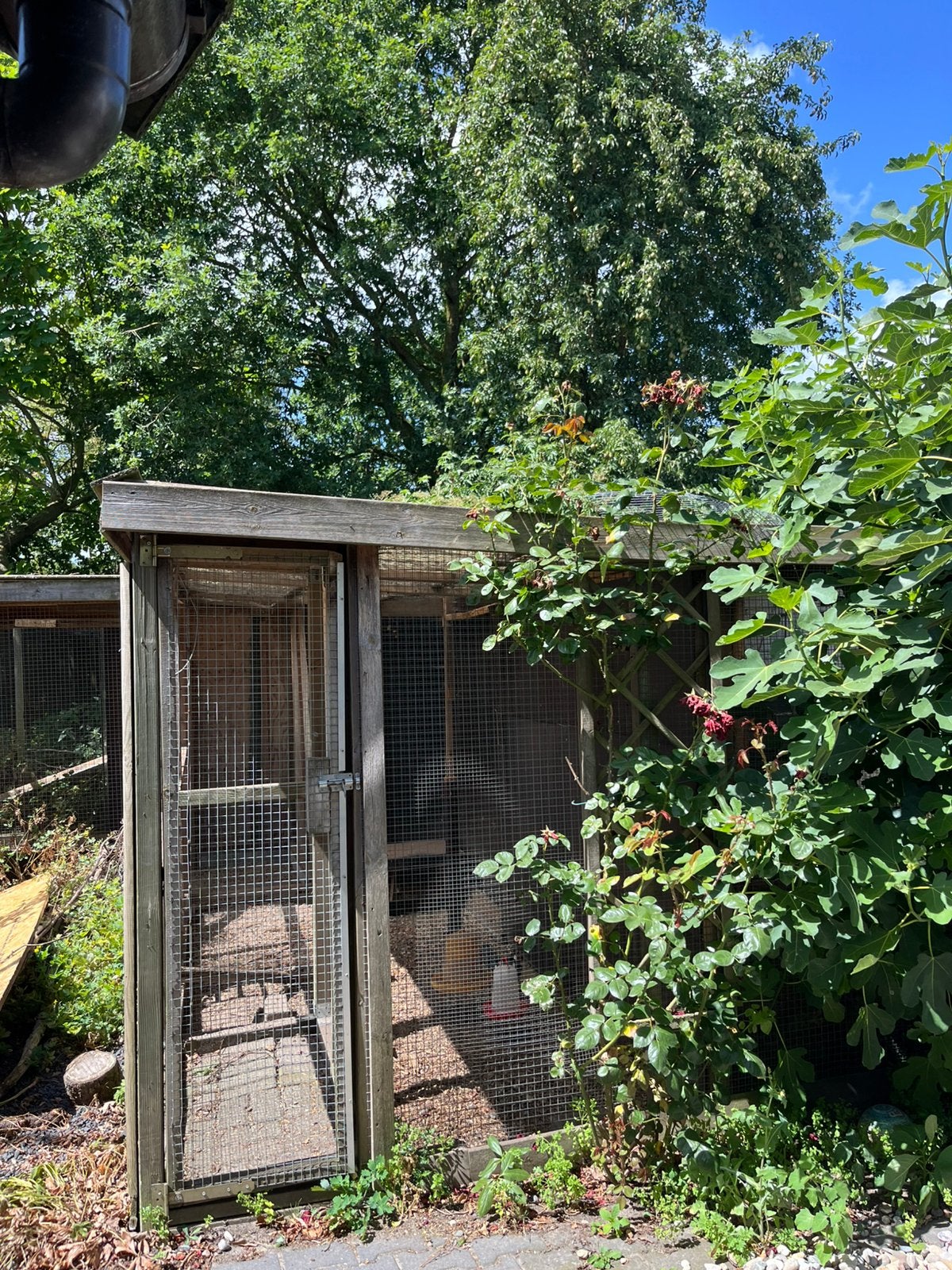 Materiaal voor kippenrennen - gratis, Dieren en Toebehoren, Ophalen, Gebruikt, Kippenhok of Kippenren