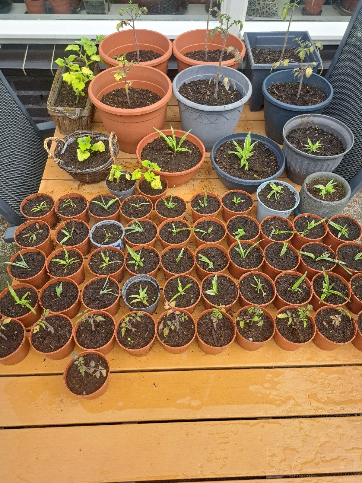 Tomatenplanten,Graslelies en Pompoenplanten - 1 euro per st, Tuin en Terras, Planten | Tuinplanten, Volle zon, Eenjarig, Ophalen of Verzenden