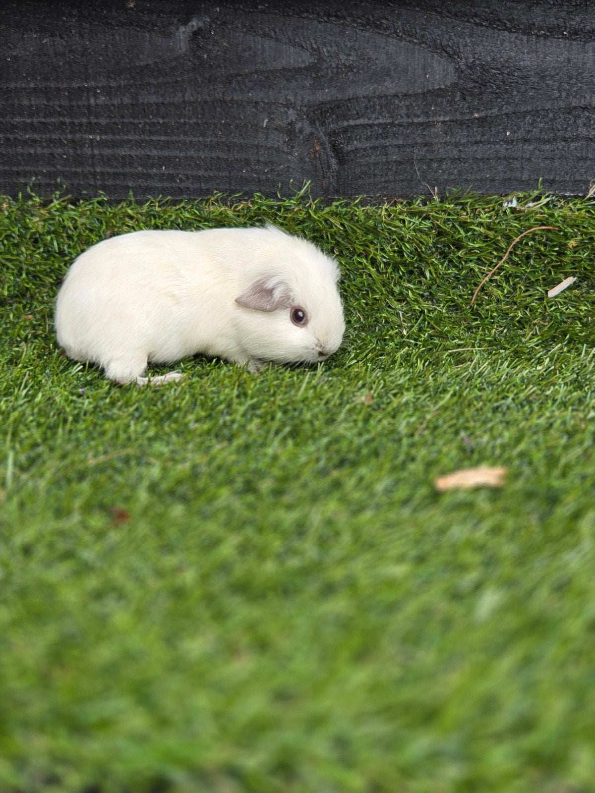 California cavia, Dieren en Toebehoren, Knaagdieren, April, Meerdere dieren, Cavia