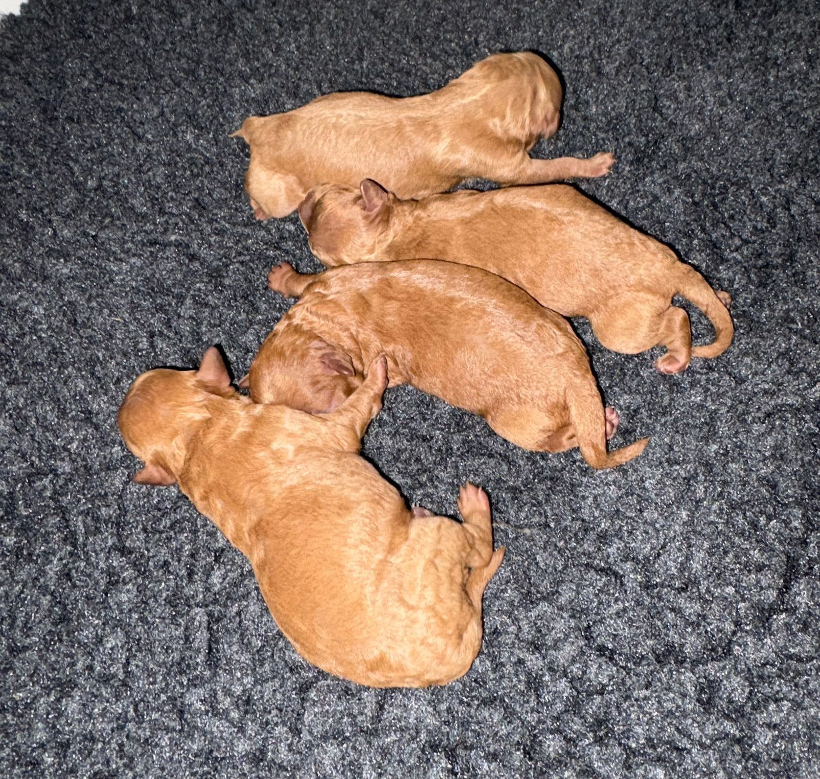 Toypoedel pups geboren, Dieren en Toebehoren, Overige rassen, 8 tot 15 weken, Meerdere, Meerdere dieren