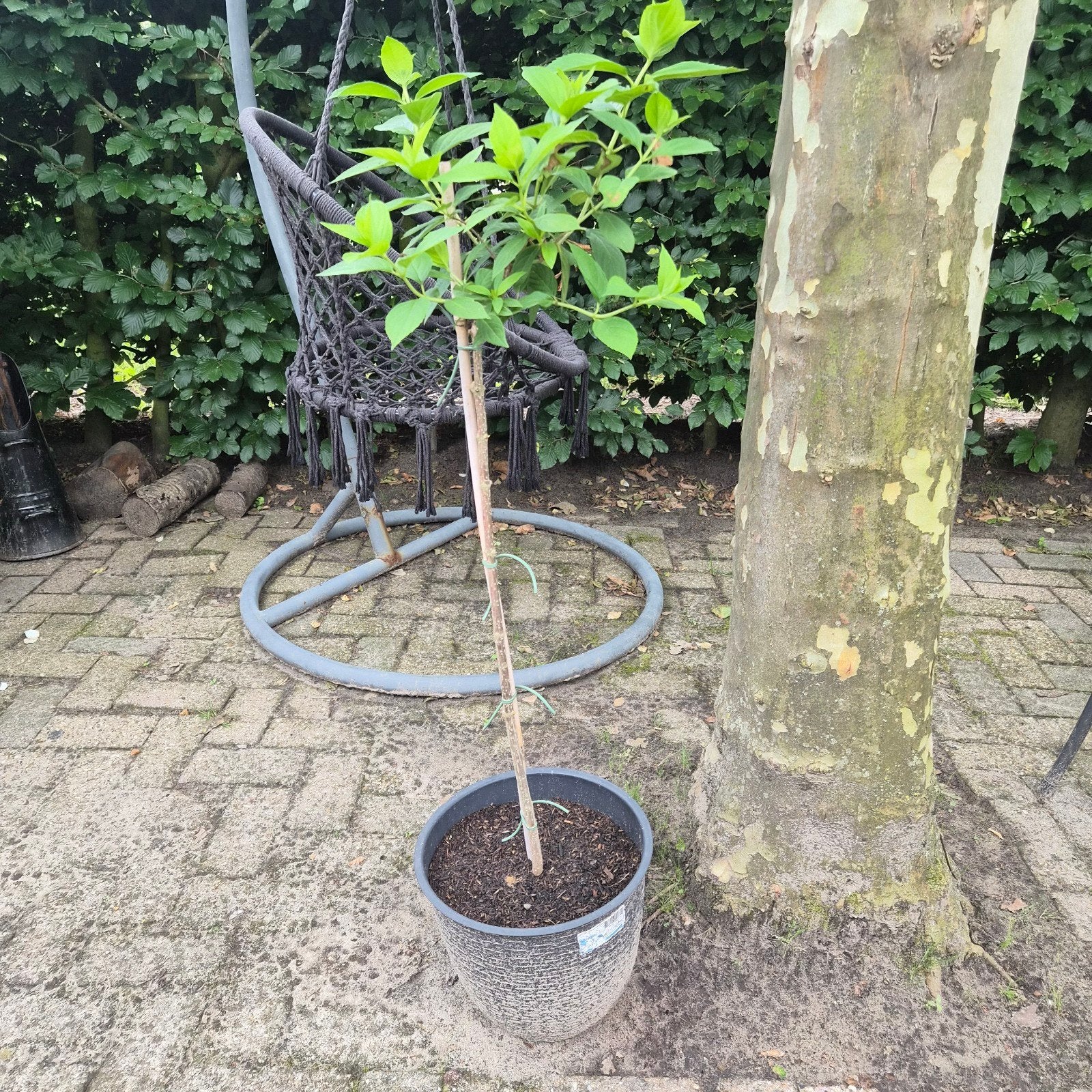 Hortensia op stam - 115 cm INCL. pot (Begint te bloeien!), Tuin en Terras, Ophalen of Verzenden, Minder dan 100 cm, Overige soorten