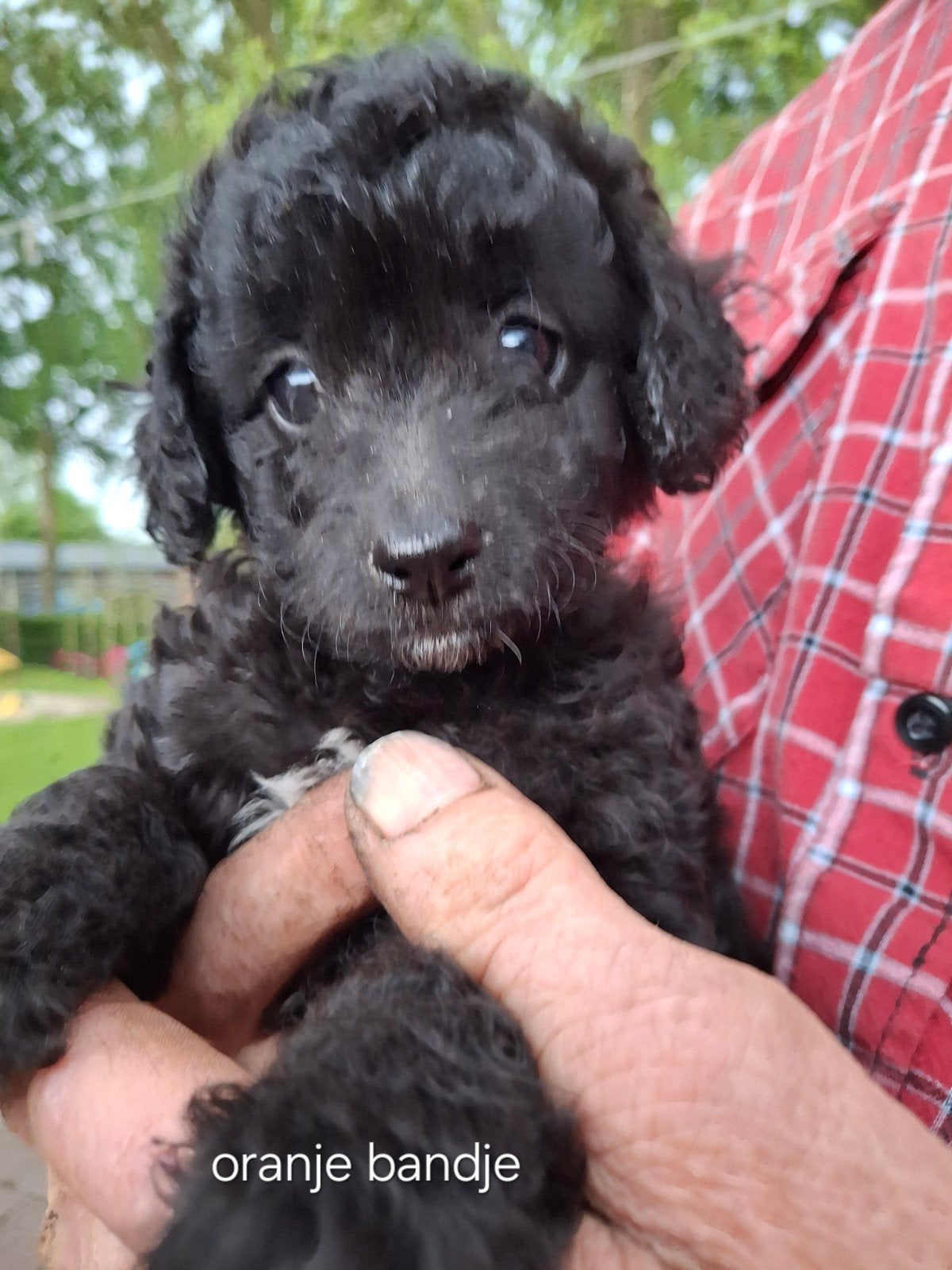 Pups toy poedel, 8 tot 15 weken, Meerdere, Meerdere dieren, Middel