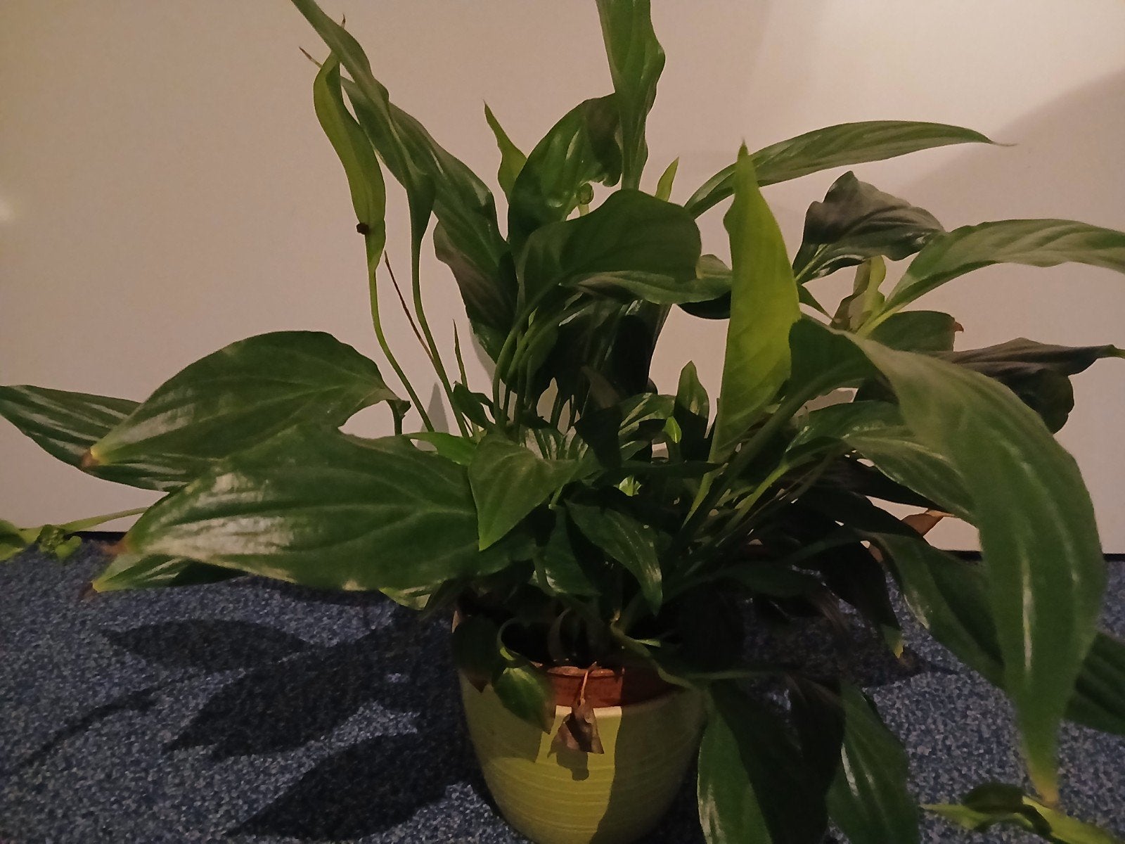 Lepelplant stekken, Overige soorten, In pot, Minder dan 100 cm, Bloeiende kamerplant