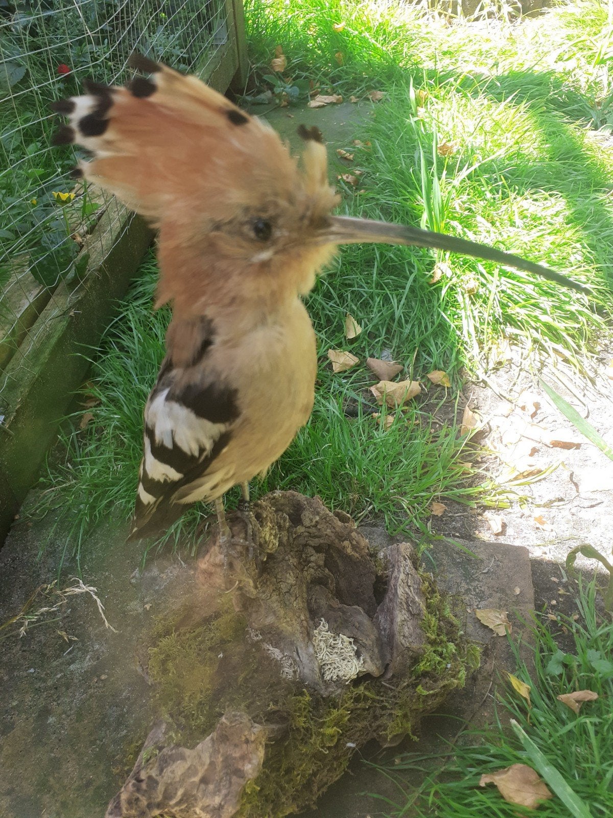 Recent opgezette Hop–vaste pootring& bewijs van herkomst, Verzamelen, Dierenverzamelingen, Ophalen of Verzenden, Nieuw, Vogel