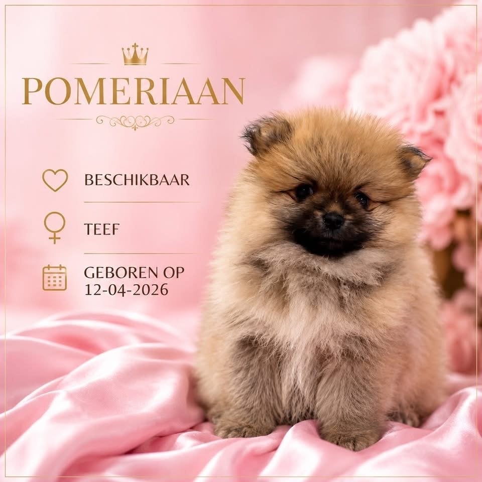 Nog 1 prachige pup, Keeshond, Meerdere, Meerdere dieren, Nederland
