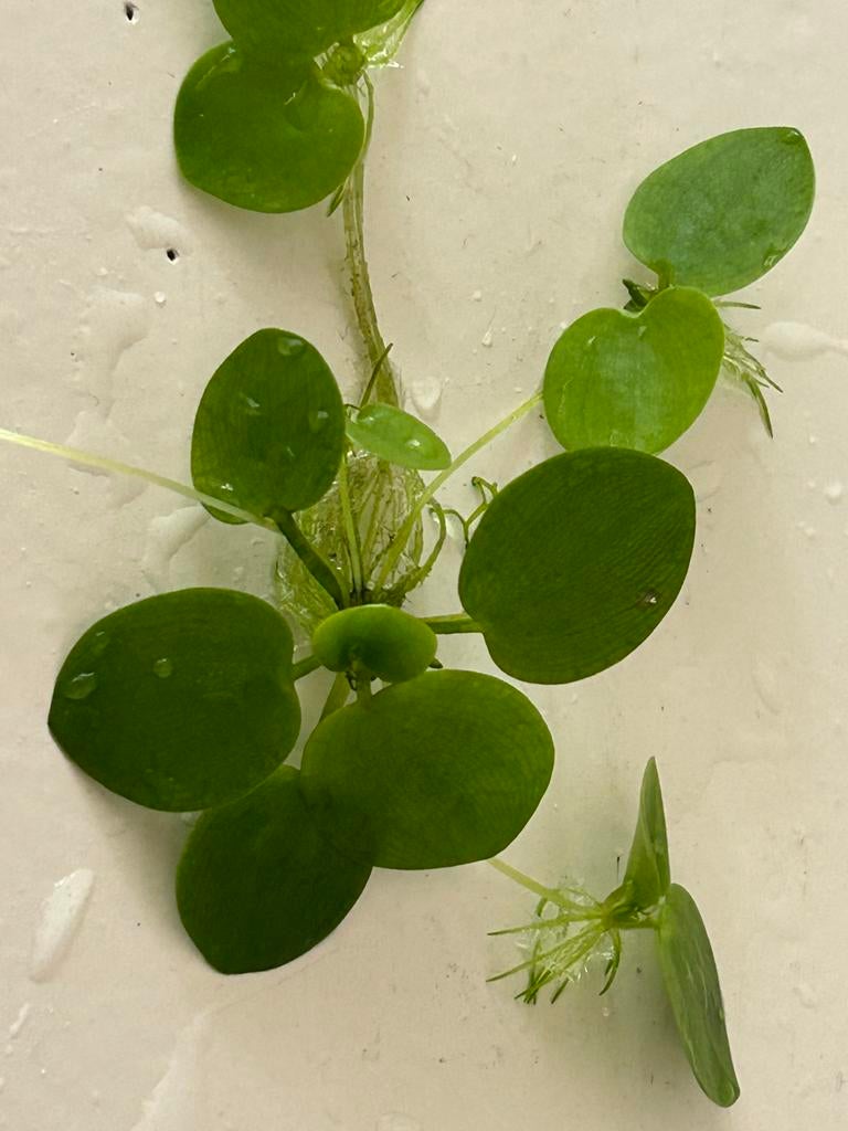 Aquarium drijfplanten. Stuur ook op!, Dieren en Toebehoren, Vissen | Aquaria en Toebehoren, Ophalen of Verzenden, Nieuw, Plant(en), Steen of Hout