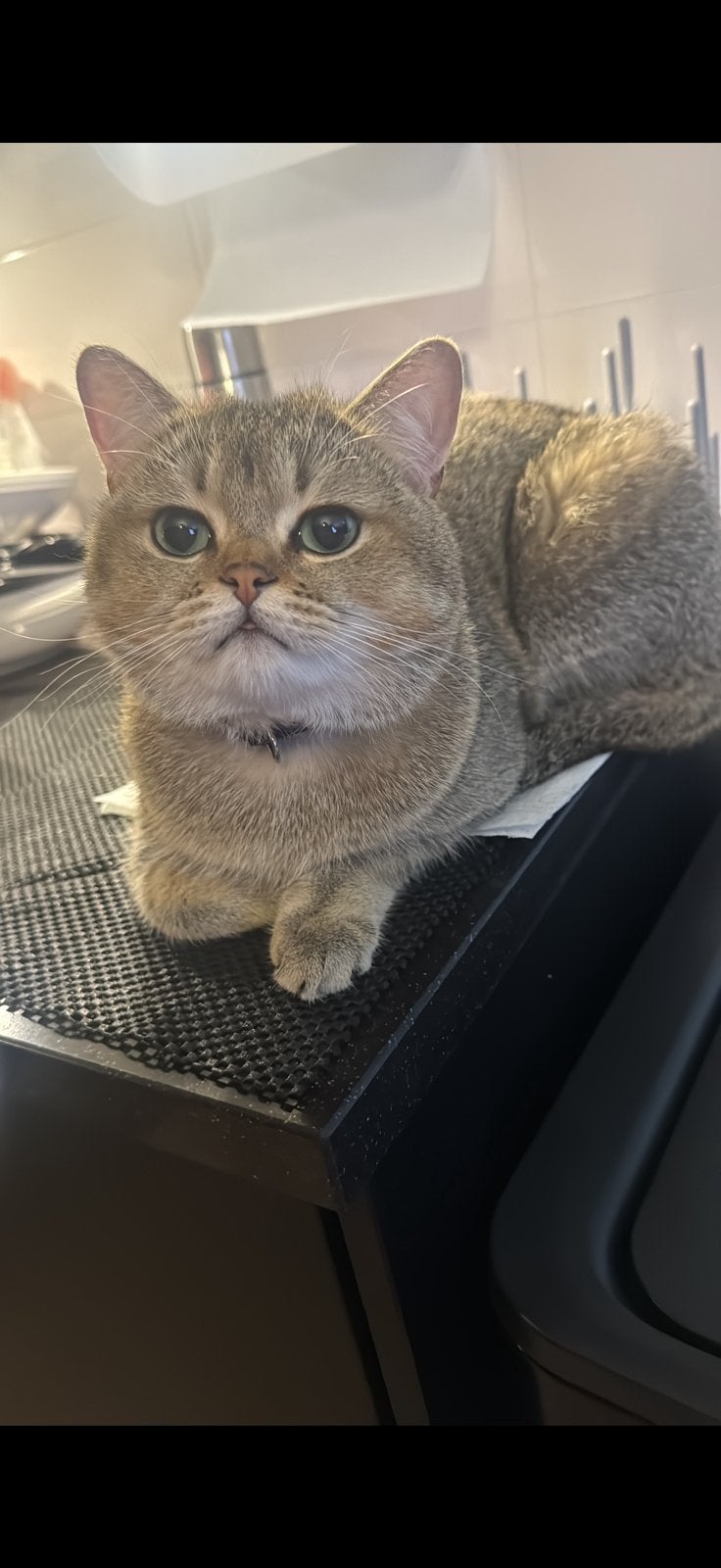 Britse korthaar gold tabby 2 jaar oud kater, Kater