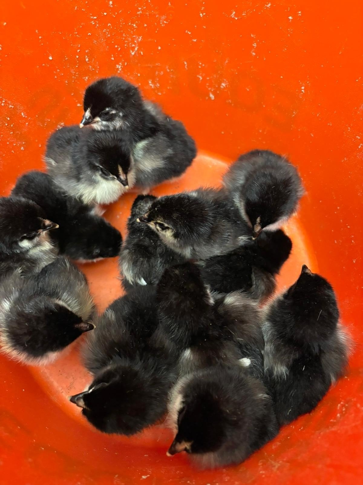 Marans kuikens, Geslacht onbekend, Kip