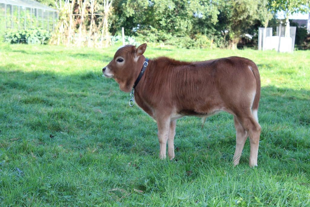 Mini Zeboe stiertje, Dieren en Toebehoren, Runderen, Mannelijk, 0 tot 2 jaar