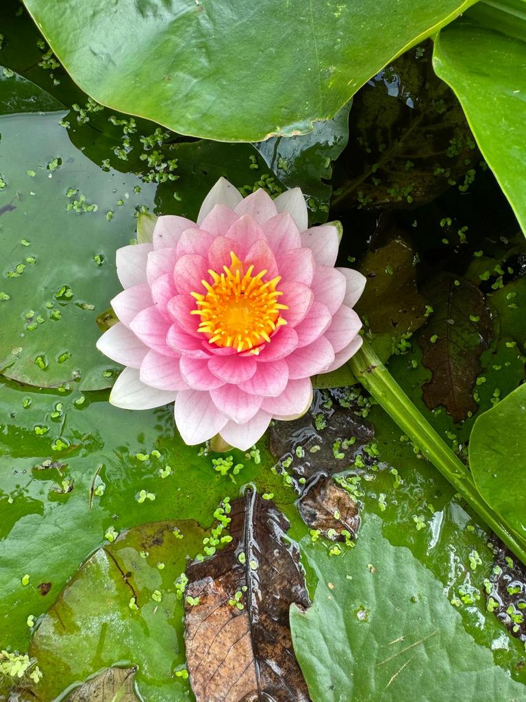 Waterlelie Nymphaea Mad Wilfron Gonnère rose, Tuin en Terras, Vijvers, Ophalen, Nieuw