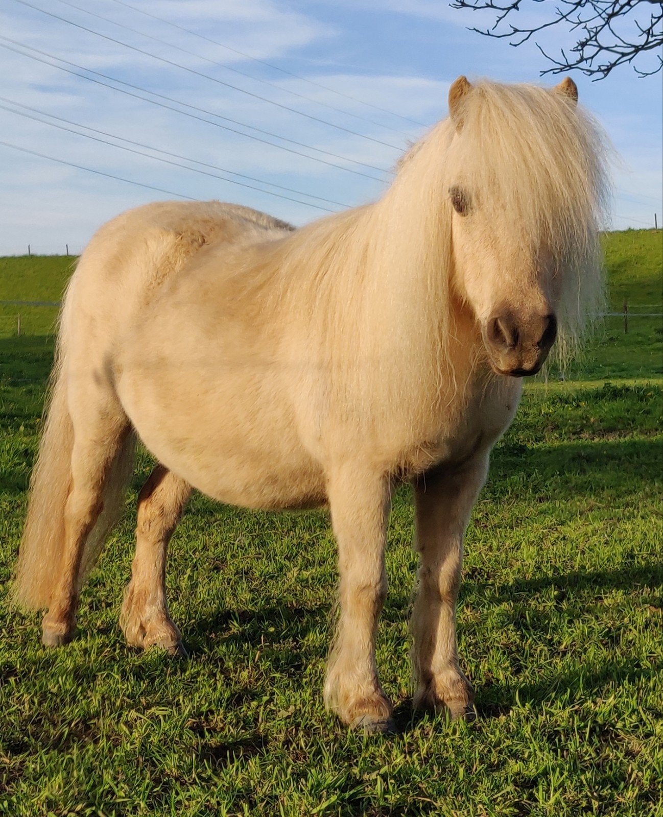 Palomino merrie, NSPS en NMPRS, Dieren en Toebehoren, Merrie, A pony (tot 1.17m), Met stamboom, 11 jaar of ouder