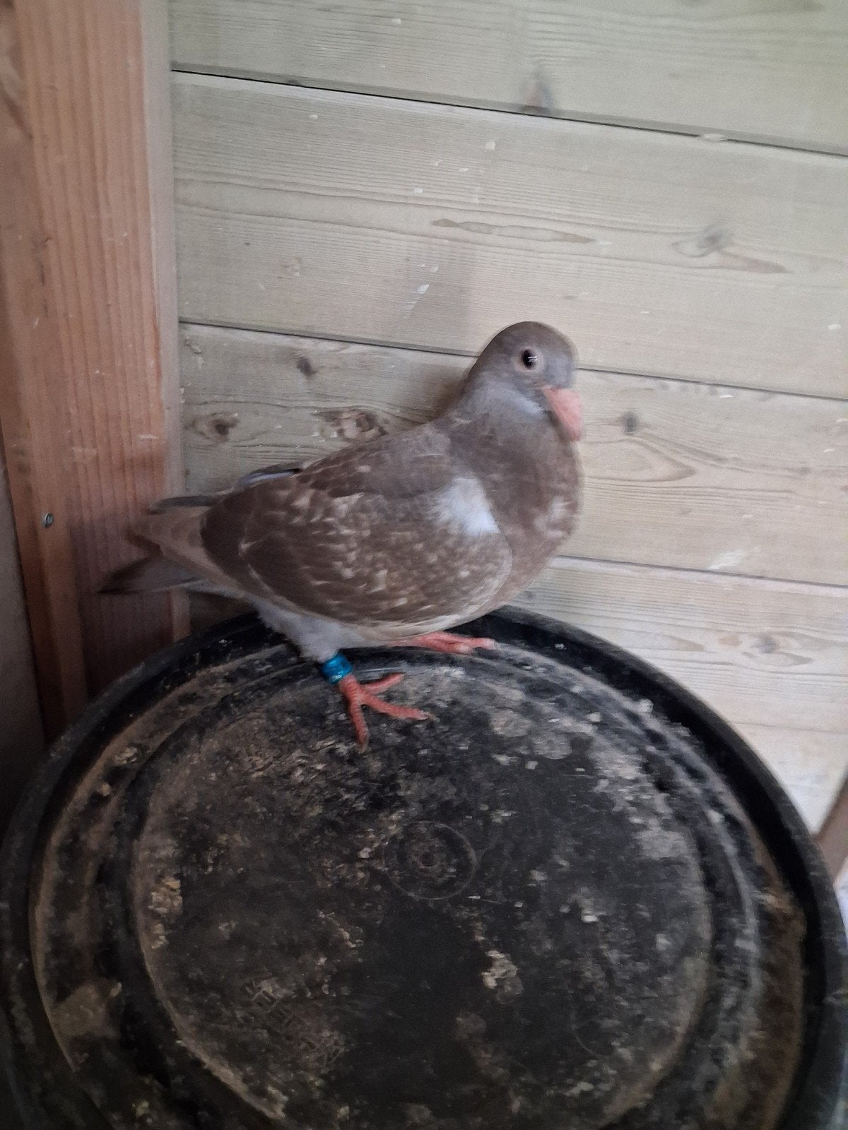 Mooie jonge kleurpostduif kleurpostduiven, Dieren en Toebehoren, Postduif
