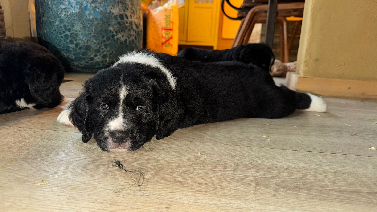 Berner sennen kruizing pups nog 1 reu beschikbaar, Standaard, Langhaar, Meerdere, Meerdere dieren