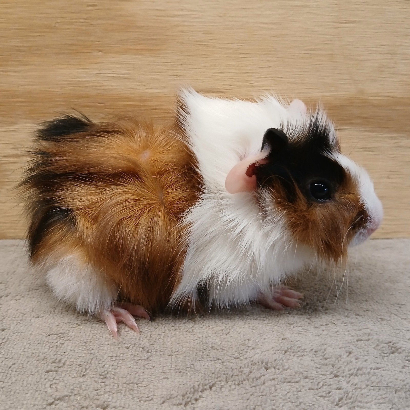 2 jonge driekleur borstel zeugjes (zusjes), Dieren en Toebehoren, Knaagdieren, Januari, Vrouwelijk, Cavia
