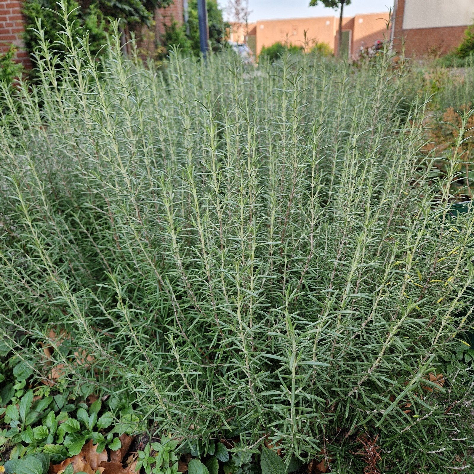 Verse Rozemarijn - 50 gram, Volle zon, Vaste plant, Ophalen of Verzenden, Bloeit niet