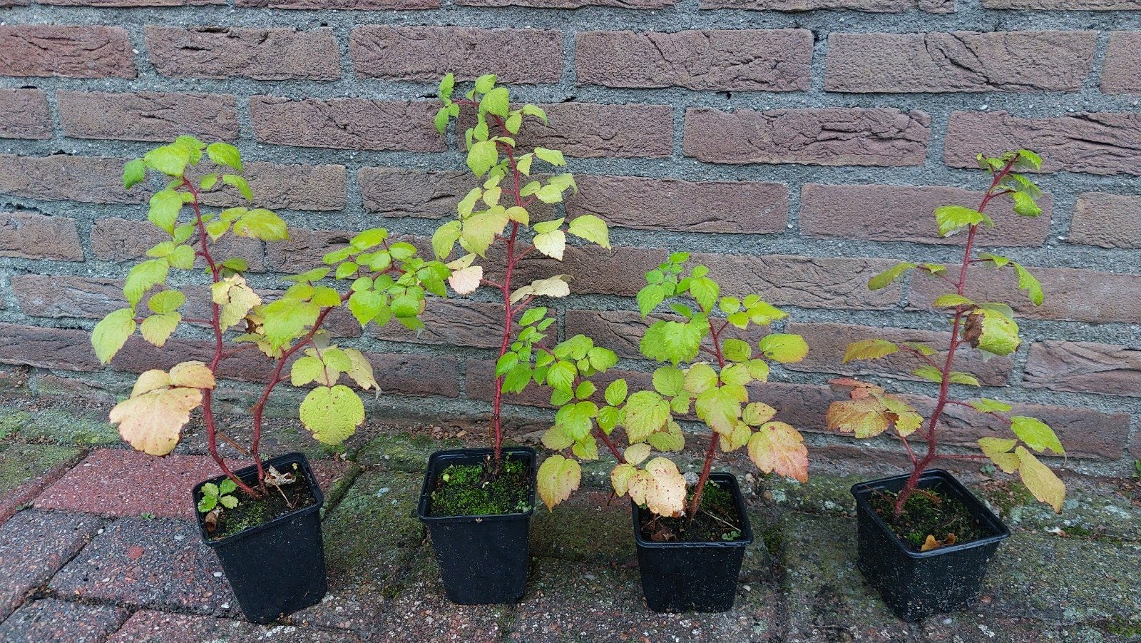 Japanse wijnbes Rubus phoenicolasius, Ophalen, Minder dan 100 cm, Overige soorten, Lente