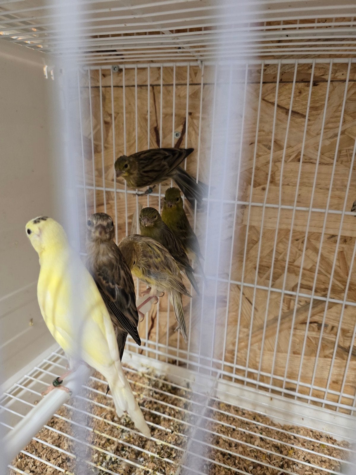 Meerdere raza kanaries, Dieren en Toebehoren, Vogels | Kanaries, Meerdere dieren, Kleurkanarie