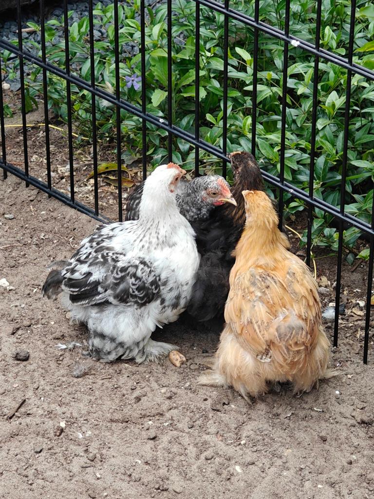 2 jonge Cochin haantjes, Dieren en Toebehoren, Mannelijk, Kip