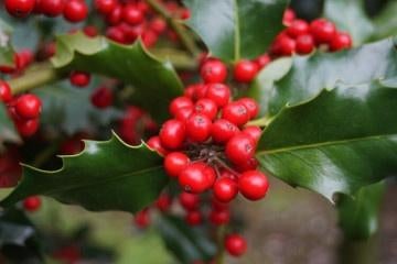 BOS Ilex aquifolium Gewone Hulst bessen wintergroen inheems, Overige soorten, Vaste plant, Ophalen of Verzenden, Halfschaduw