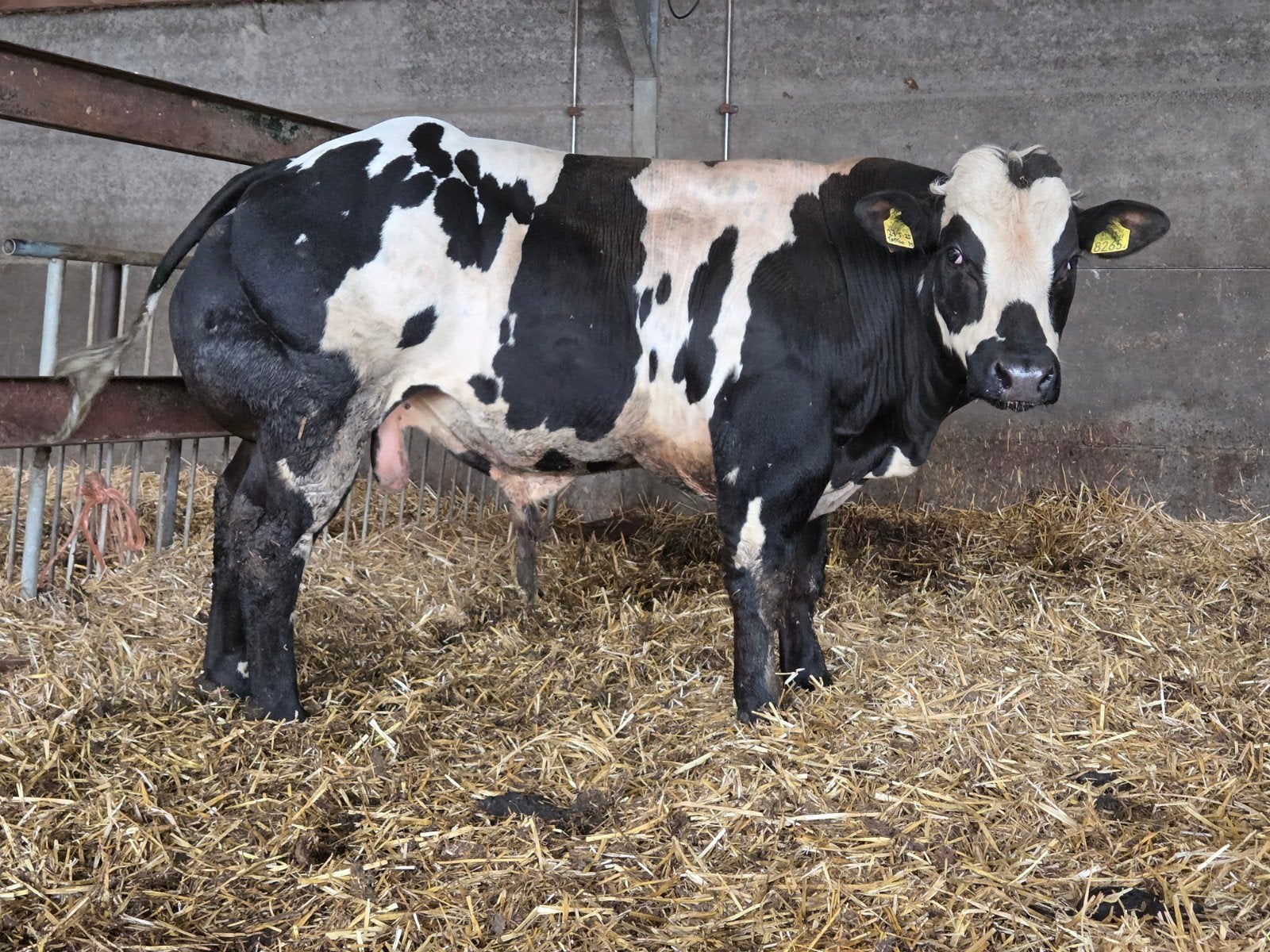 Prachtige Belgisch Witblauw dekstier baggerbont, Dieren en Toebehoren, Runderen, Mannelijk