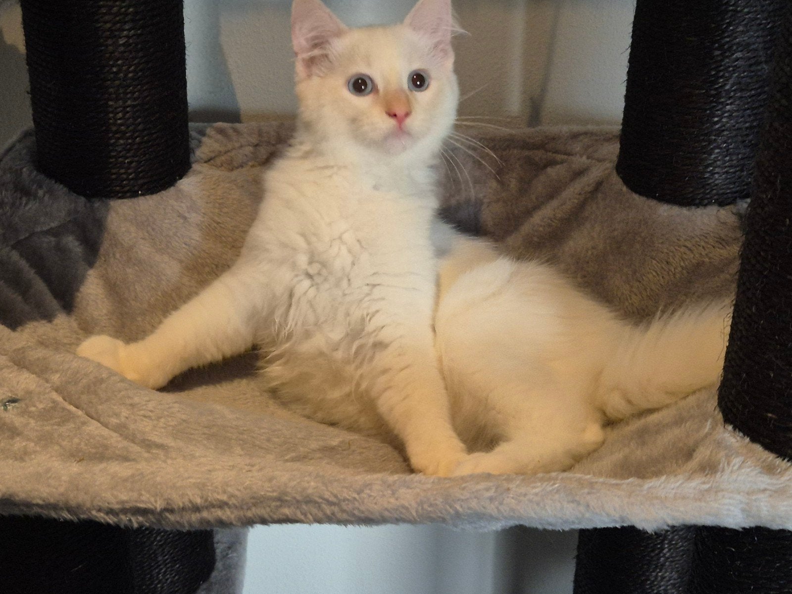 Lieve sociale ragdoll kitten GUUS!, Kater, Ontwormd, 0 tot 2 jaar