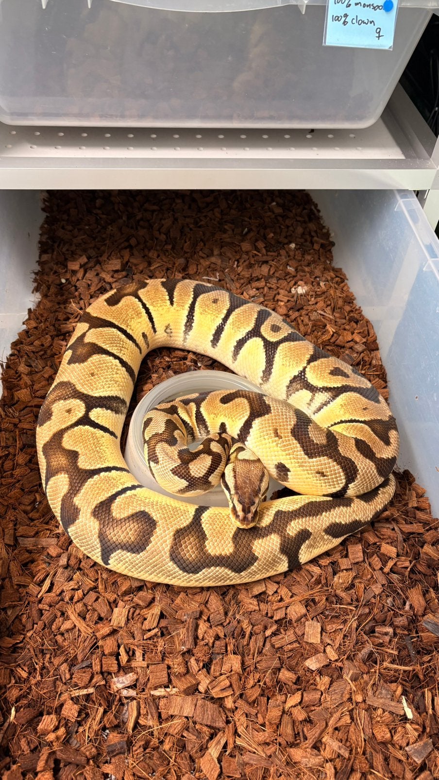 Pastel orange dream tiger 100% het clown hypo ball python Ball Python photo 2