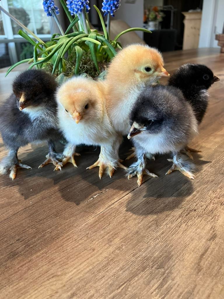 Kuikens!!, Dieren en Toebehoren, Pluimvee, Geslacht onbekend, Kip
