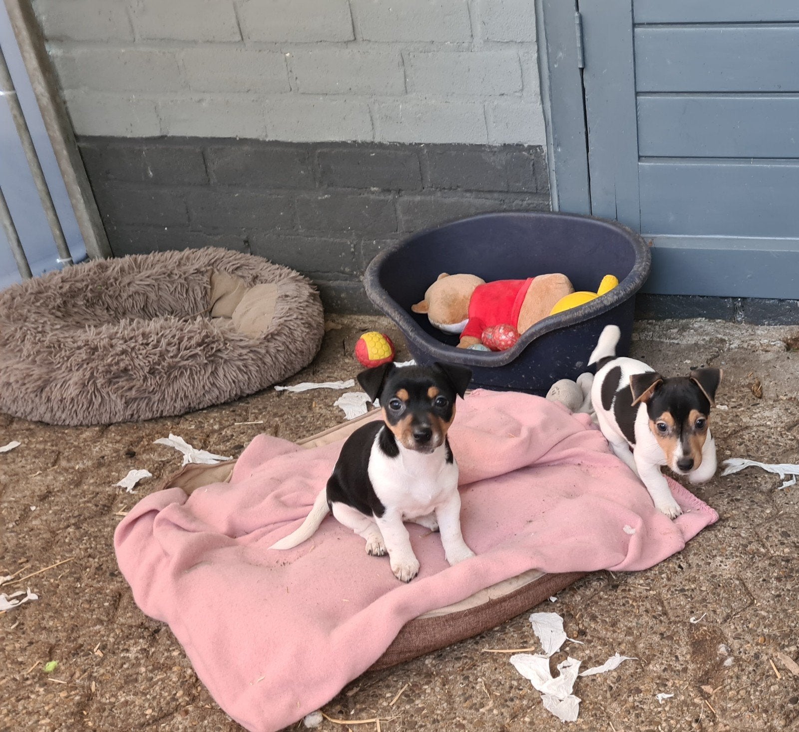 Geweldige Jack Russell Terriër pups, Dieren en Toebehoren, CDV (hondenziekte), Jack Russell Terriër, 8 tot 15 weken, Meerdere
