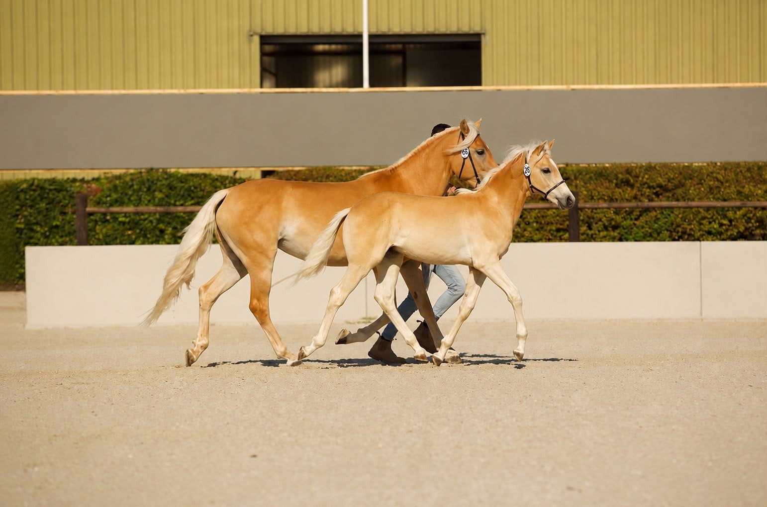 Schitterend luxe haflinger hengstveulen, Dieren en Toebehoren, Minder dan 160 cm, Met stamboom, Niet van toepassing, 0 tot 2 jaar