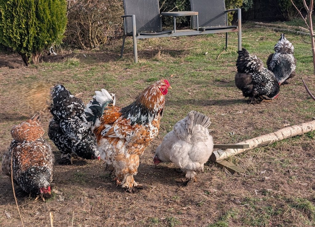 brahma broedeieren, Geslacht onbekend, Kip