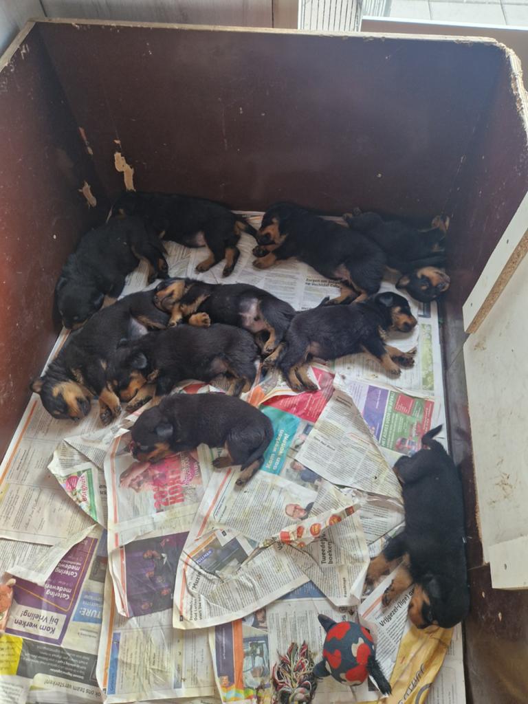 Rottweiler pups, 8 tot 15 weken, Meerdere, Meerdere dieren, Rottweiler