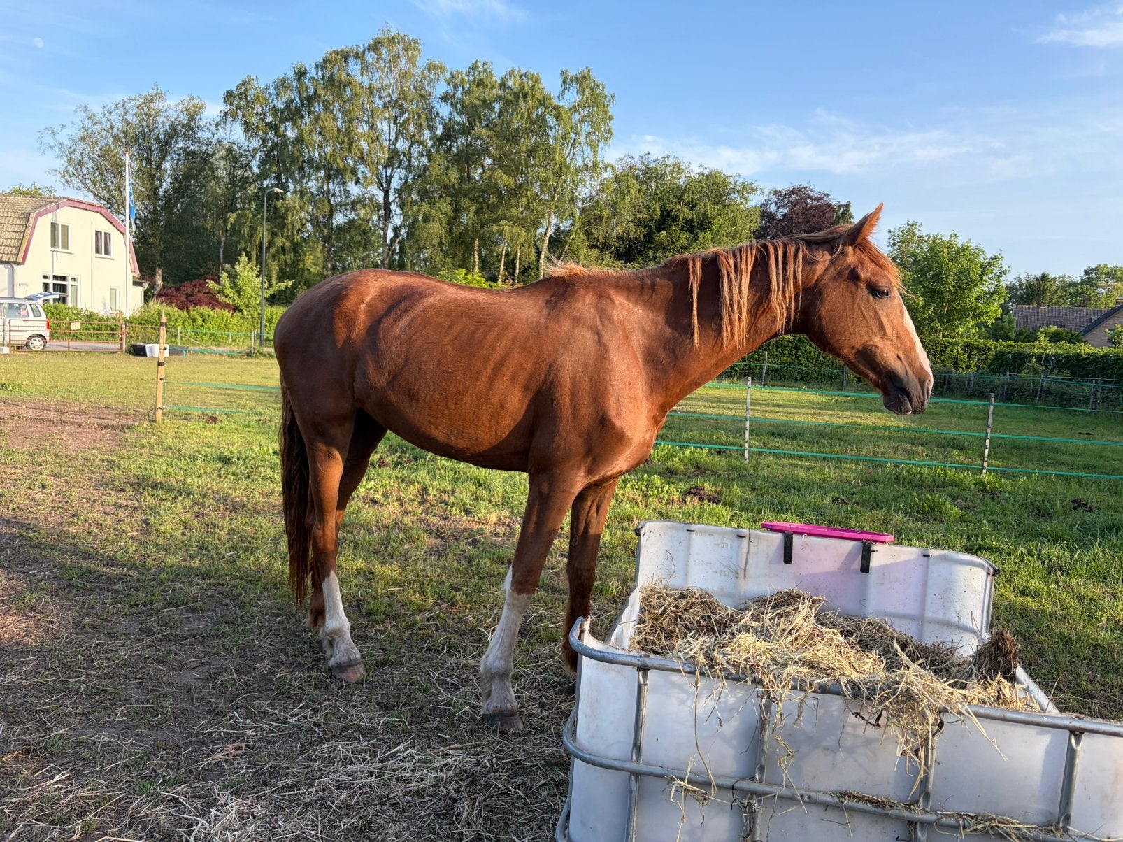 Gezocht weiland, Dieren en Toebehoren, 2 of 3 paarden of pony's