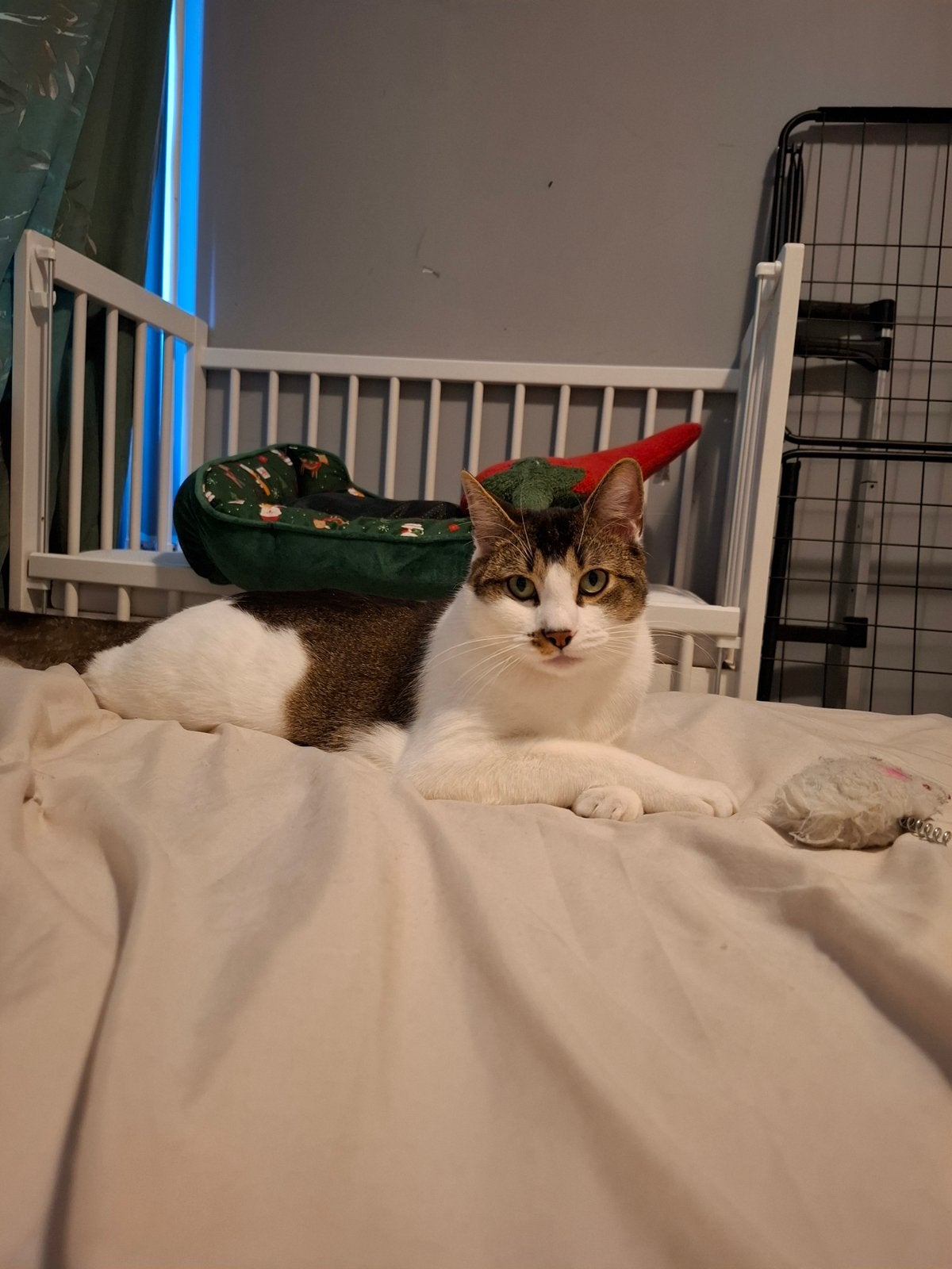 Gezocht warm liefdevol huisje voor kater 3 jaar, Dieren en Toebehoren, Katten en Kittens | Raskatten | Langhaar, Kater, Ontwormd