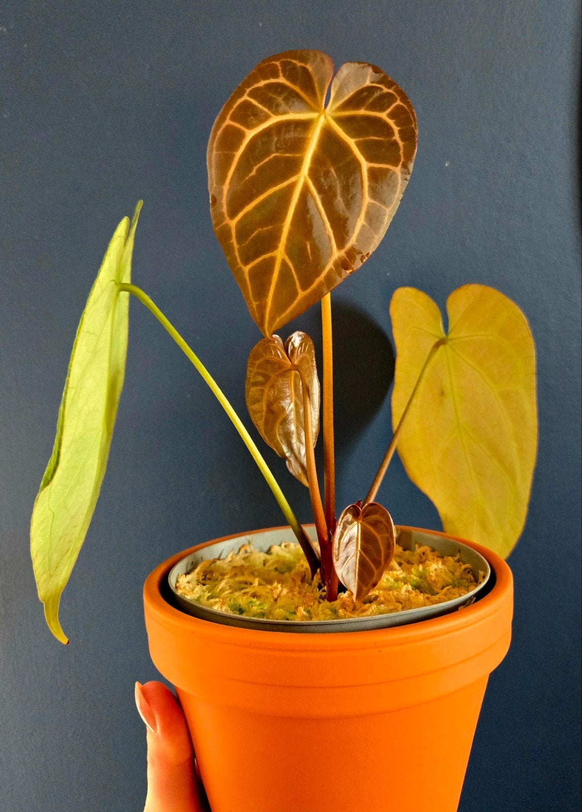 Anthurium Crystallinum Hybride, Overige soorten, In pot, Minder dan 100 cm, Groene kamerplant