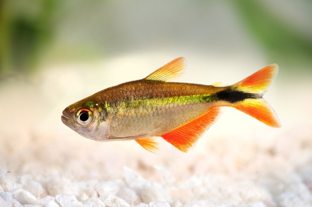 Ruitenvlekzalm -Hemigrammus Caudovittatus- Koidream Valburg, Vis, Zoetwatervis