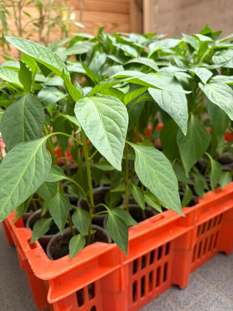 Paprika,Peper,Tomaten,Aubergine,Pompoen stekjes, Volle zon, Groenteplanten, Eenjarig, Ophalen of Verzenden