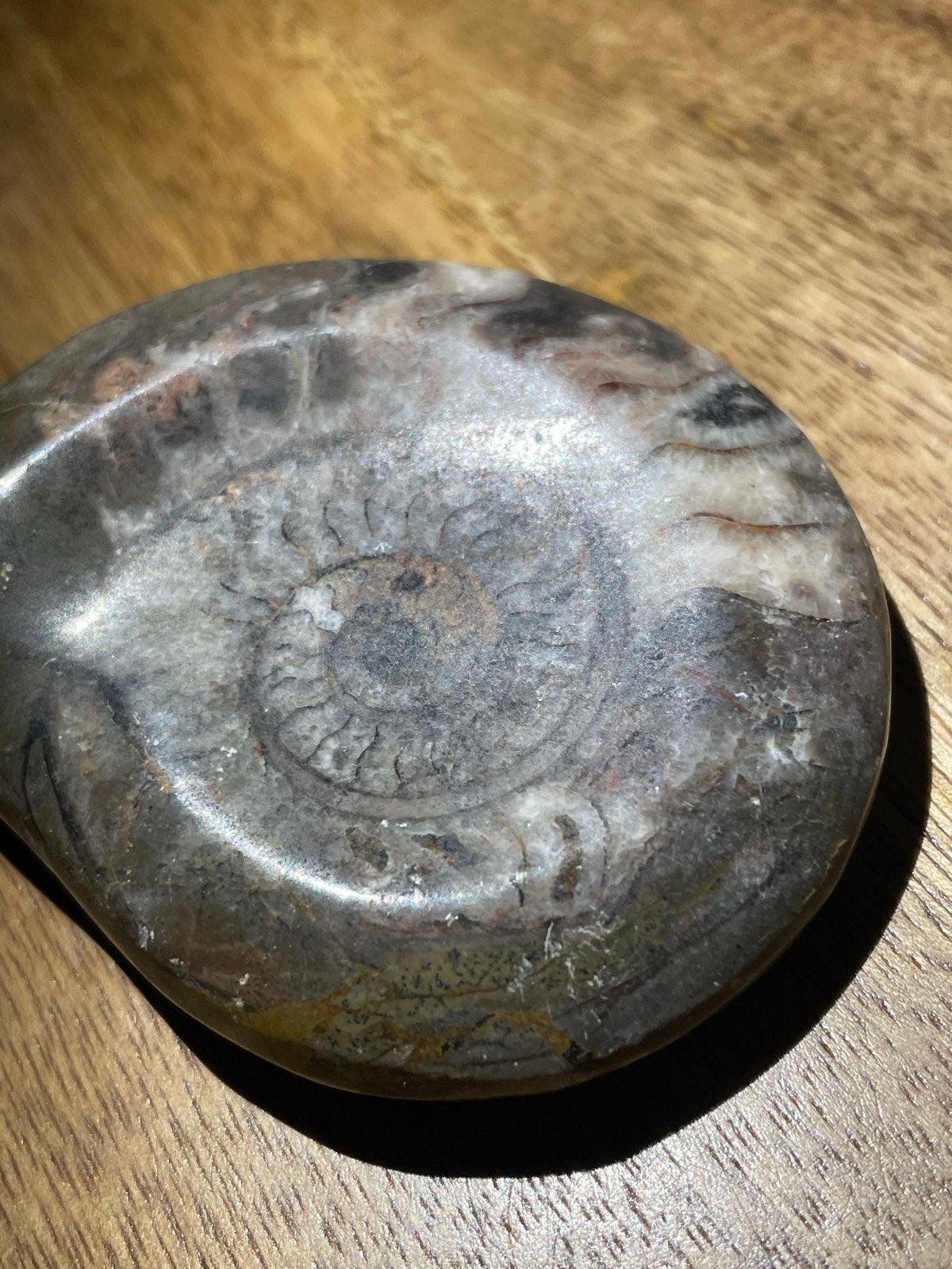 Gepolijste Ammoniet - Uniek Fossiel, Ophalen of Verzenden, Fossiel