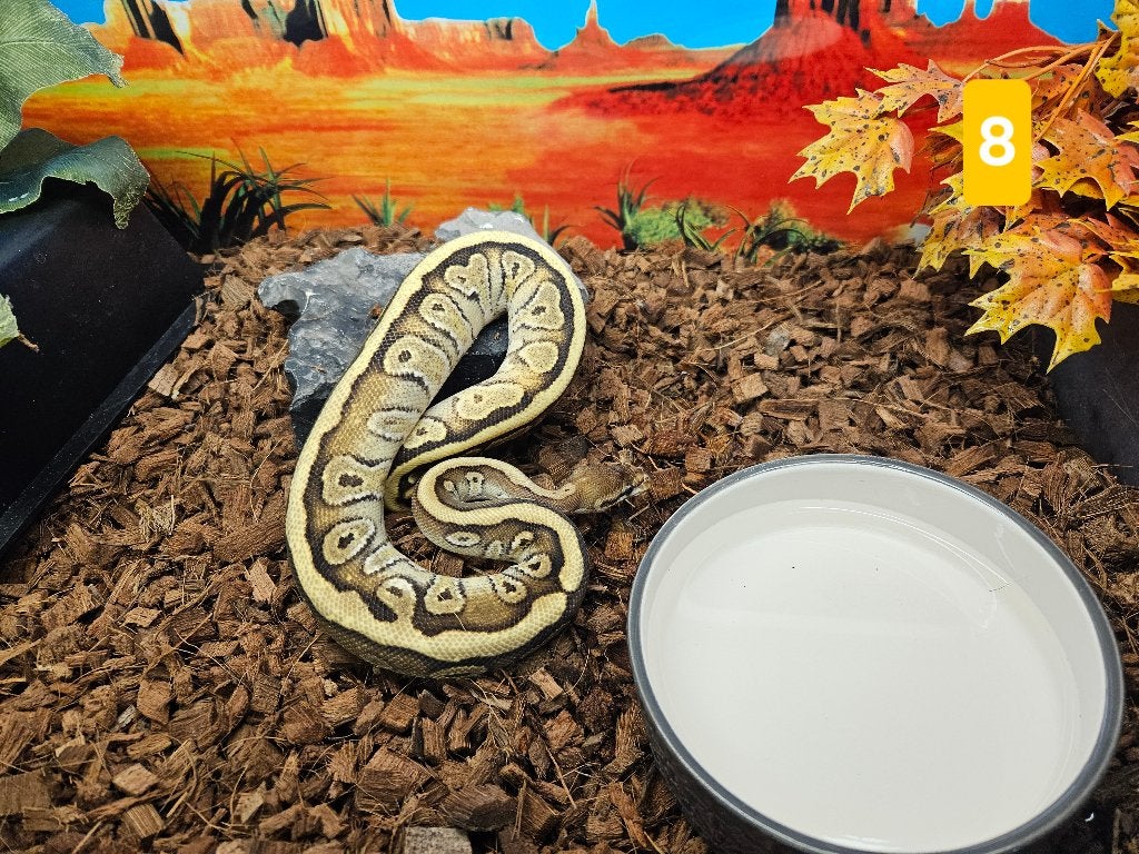 Python Regius Konings Python Morphs Ball Python photo 4