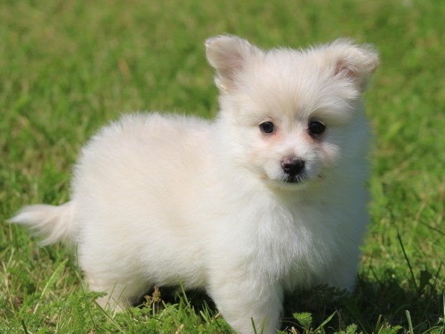 Kruising Dwergkees pups, Nederland, Parvo, Overige rassen, 8 tot 15 weken